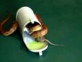 Corn Snake na hora do Rango