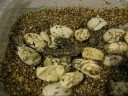 Hatching Beardies
