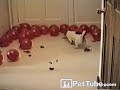 Dog Pops Balloons