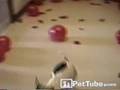 el perro revienta globos