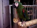 Severe Macaw Severe Macaw