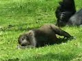 Apen in Burgers Zoo