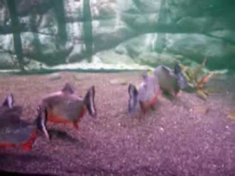 cariba african caribao