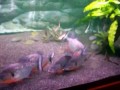 Piranha fight!!! - CARIBA Vs CARIBA