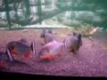 Piranha fight!!! - CARIBA Vs CARIBA