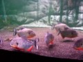 Piranha fight!!! - CARIBA Vs CARIBA