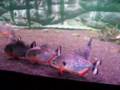 Piranha fight!!! - CARIBA Vs CARIBA