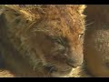 Lounging Lions
