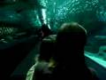 videos de The Blue Planet Aquarium