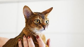 How to Care for Abyssinian Cats - Feeding Your Cat