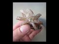 Squid 'n Play