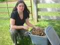 worm composting worm composting