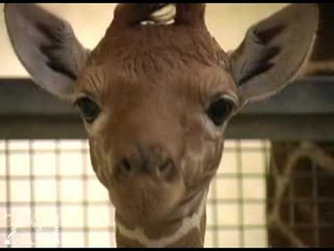 Baby Giraffe up Close 0 Baby Giraffe up Close