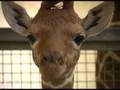 Baby giraffe up close