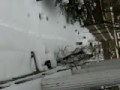 snow rodent
