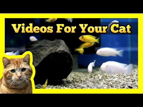 Videos for your Cat – Yellow and White Cichlids