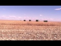 Beckley Harvesting Inc. pickin corn in Kansas