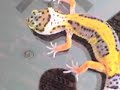 leopard gecko color change