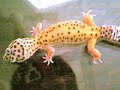 leopard gecko color change