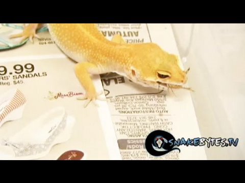 Watch 'SnakeBytesTV-Chewy eats bugs'