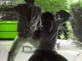 Gomez et Tavarez