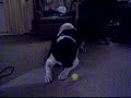 Squeaky Akita Squeaky Akita