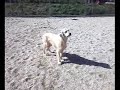 IO NON TI ABBANDONO presenta, una mattina al canile