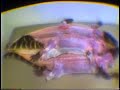 Exotic animal cruelty