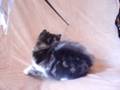 videos de CHARLIE KAM CATTERY1