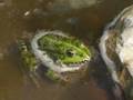 videos de Kikkert (Frosk)