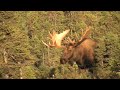 Read about my new novel, out soon with Penguin Canada at www.donrearden.com Webdesign by www.frontrangeweb.com This is video shot in Bear Valley, Alaska, within the city limits of Anchorage. As you can tell, this is a monster bull moose. While not extremely wide, the length and numbers of tines is impressive, not to mention the size of the palms. And no, our state's former rogue diva, Sarah Palin, never shot a moose this big. Video is shot on Canon HD1. Music courtesy of Alaskan artist ...