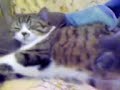 ???? massage cat girl