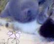 按摩貓女 massage cat girl