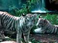 white-bengal-tigers-icon
