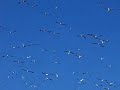 Chincoteague National Wildlife Refuge and the Snow Geese Chincoteague National Wildlife Refuge and the Snow Geese