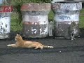 Spay/Panama