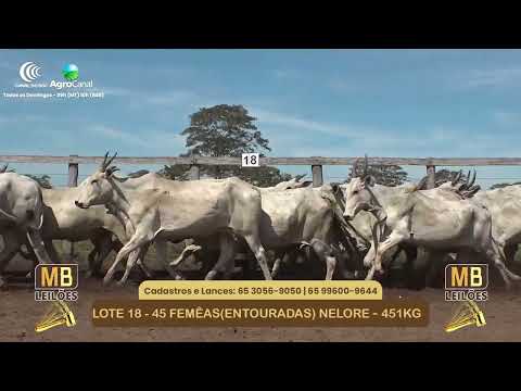 545� LEIL�O VIRTUAL MB LEIL�ES