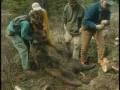 videos de 04. A Grizzly Bear Named 