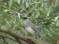 Fauvette à tete noire,(sylvia atricapilla) de Antonio Rolea Fauvette à tete noire,(sylvia atricapilla) de Antonio Rolea
