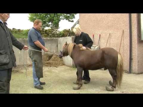 how to trim horse hooves
