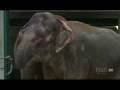 2008Aug19 TWO (2) Elephants Reunited After 20 Years mp4 KPBS documentary news