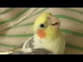 cockatiel answers math questions!