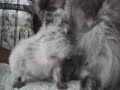 Cute Kitten and Mom Cat Cute Kitten and Mom Cat