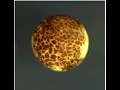 Cleavage Of Fertilized Frog Egg