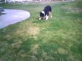 R/C Helicopter W/ Onboard Video Camera Watches Dog Playing