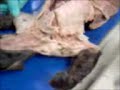 Cat Dissection (Whole) - Pamugo 1