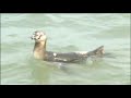 Fugitive Penguin Caught, Returned to Aquarium