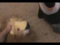 webkinz crime