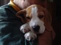BEAGLE ROCCO EL MEJOR
