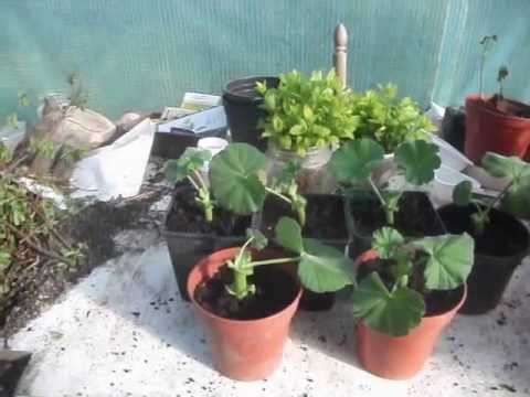 how to grow geraniums